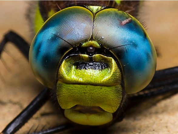 dragonfly eyes