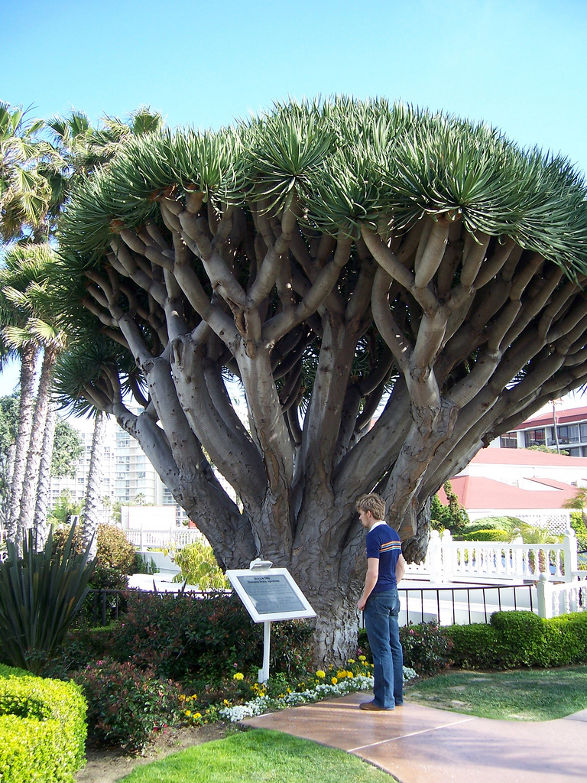 dragon tree fractal tree